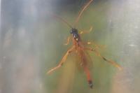 Therion circumflexum