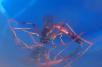 Therion circumflexum