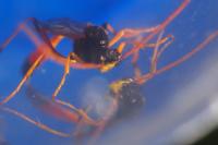 Therion circumflexum