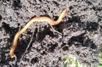 Himantarium gabrielis