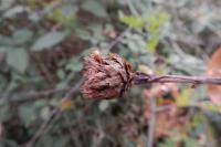 Andricus fecundatrix