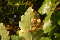 Neuroterus quercusbaccarum