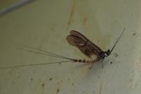 Ephemera danica