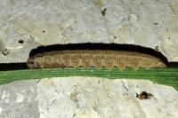 Macrophya duodecimpunctata