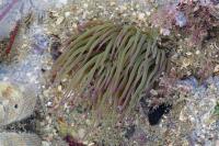 Anemonia viridis