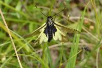 Libelloides coccajus