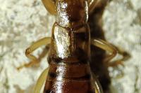 Guanchia pubescens