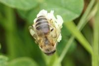 Apis mellifera