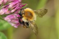 Bombus