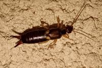 Forficula auricularia