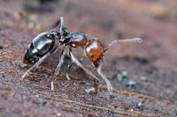 Crematogaster scutellaris