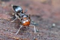 Crematogaster scutellaris