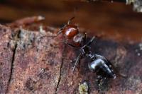 Crematogaster scutellaris