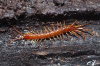 Lithobius