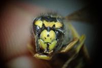 Vespula germanica