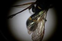 Argogorytes mystaceus