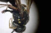 Argogorytes mystaceus