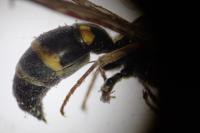 Argogorytes mystaceus