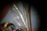 Argogorytes mystaceus