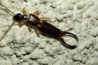 Forficula auricularia