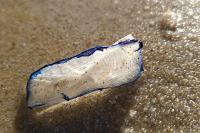 Velella velella