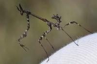 Empusa pennata