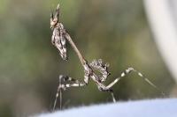 Empusa pennata