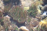 Anemonia viridis