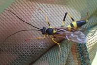 Amblyteles armatorius