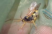 Amblyteles armatorius