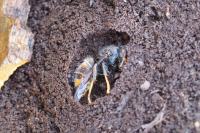 Vespa velutina nigrithorax