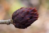 Andricus fecundatrix