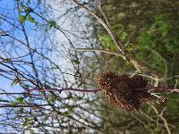 Diplolepis eglanteriae