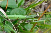 Mantis religiosa