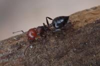 Crematogaster scutellaris