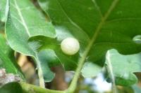 Neuroterus quercusbaccarum