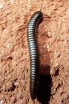 Ommatoiulus rutilans