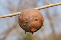 Andricus quercustozae