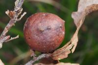 Andricus quercustozae