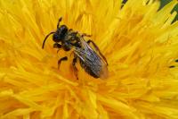 Andrena nigroolivacea