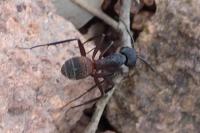 Camponotus cruentatus