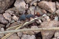 Camponotus cruentatus