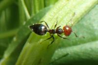 Crematogaster scutellaris
