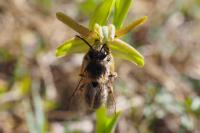 Colletes cunicularius