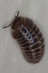 Glomeris marginata