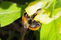 Bombus groupe pascuorum
