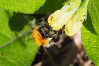 Bombus groupe pascuorum