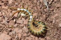 Scolopendra cingulata