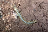 Scolopendra cingulata