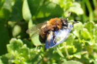 Andrena